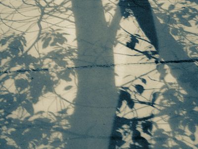 Abstract image of light filtering through leaves.